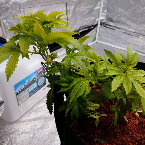 1号 growlog photo: デュヒューション後