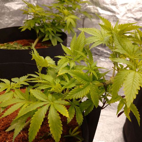1号 growlog timeline photo