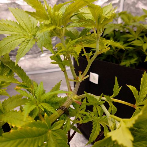 1号 growlog timeline photo