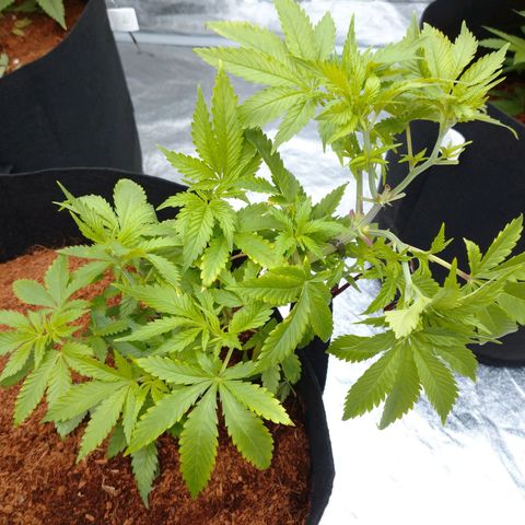 1号 growlog timeline photo