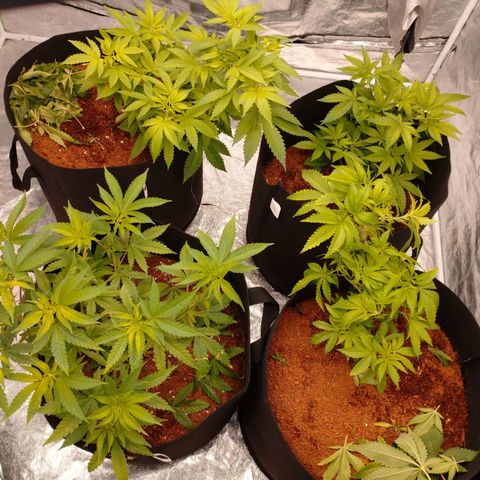 1号 growlog timeline photo