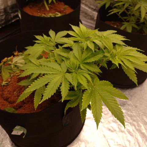 1号 growlog timeline photo