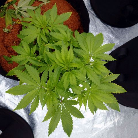 1号 growlog timeline photo