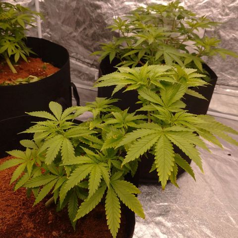 1号 growlog timeline photo