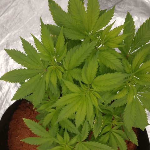 1号 growlog timeline photo