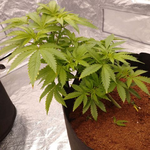 1号 growlog timeline photo