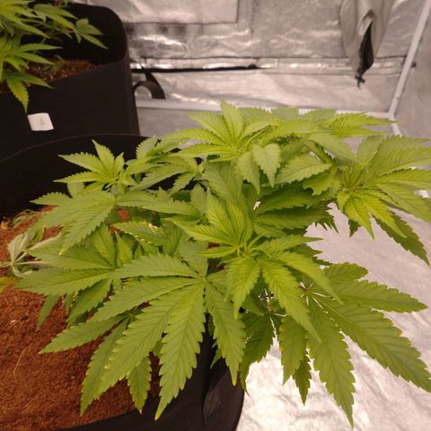 1号 growlog timeline photo