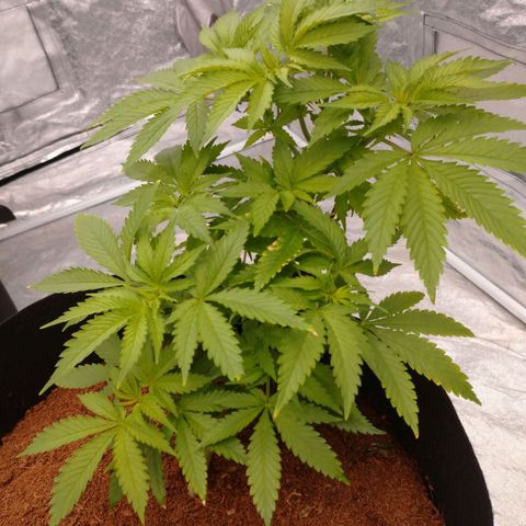 1号 growlog timeline photo