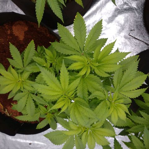 1号 growlog timeline photo