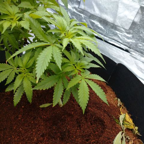 1号 growlog timeline photo