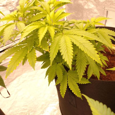 1号 growlog timeline photo