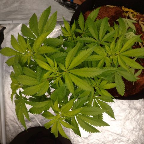 1号 growlog timeline photo