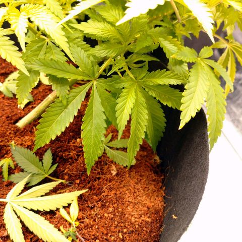 1号 growlog timeline photo