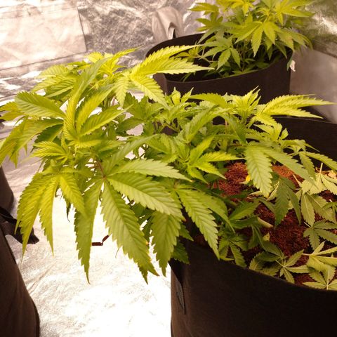 1号 growlog timeline photo