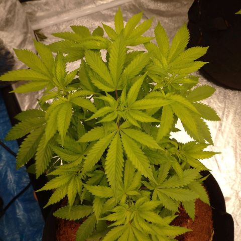1号 growlog timeline photo