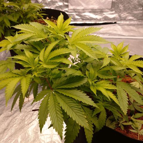 1号 growlog timeline photo