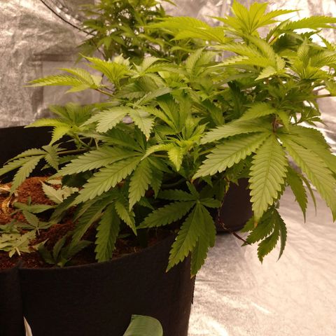 1号 growlog timeline photo