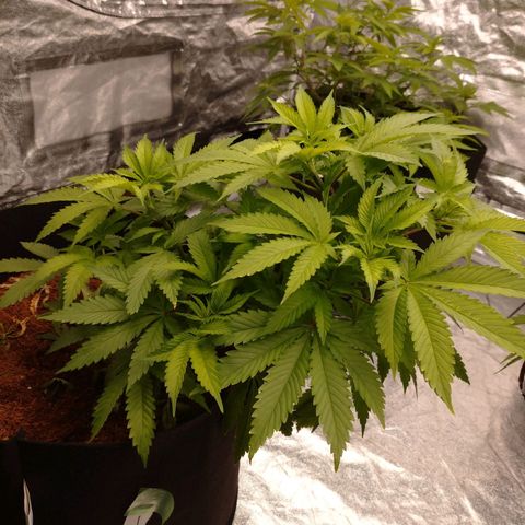 1号 growlog timeline photo