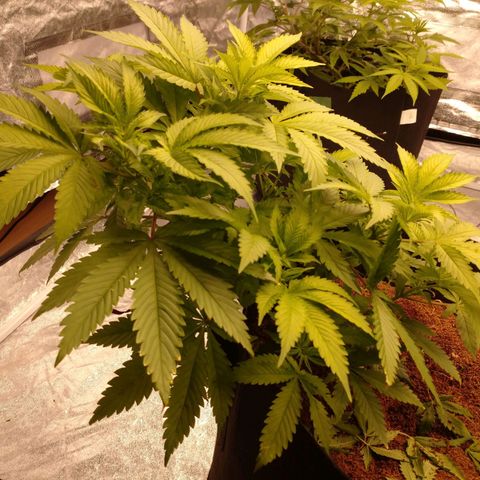 1号 growlog timeline photo