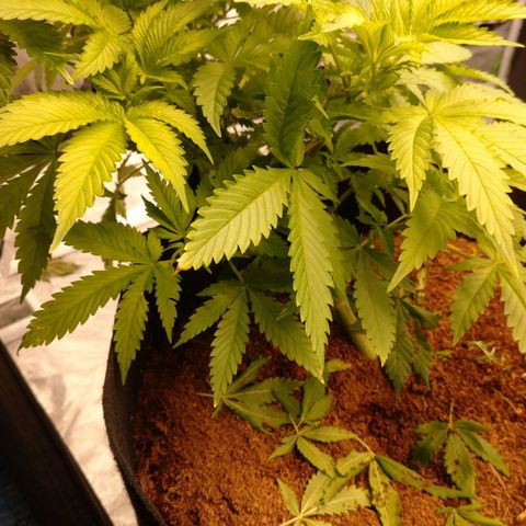 1号 growlog timeline photo
