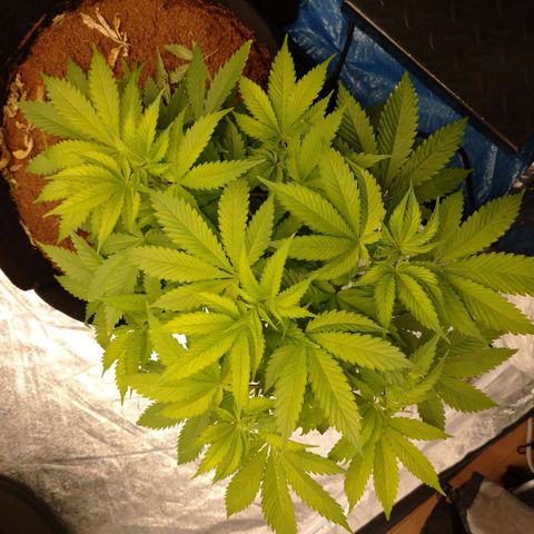 1号 growlog timeline photo