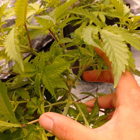 1号 growlog timeline photo