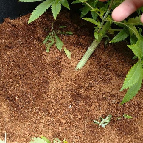 1号 growlog timeline photo