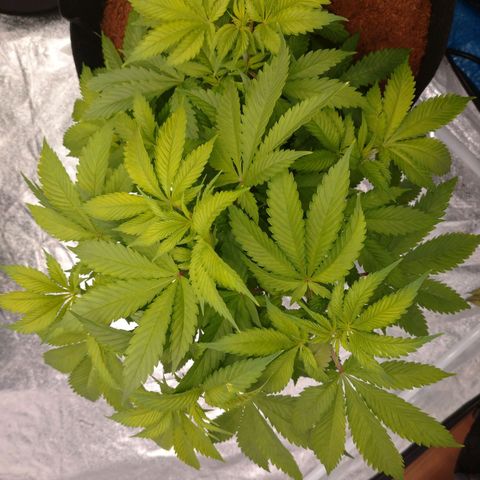 1号 growlog timeline photo