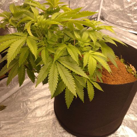 1号 growlog timeline photo