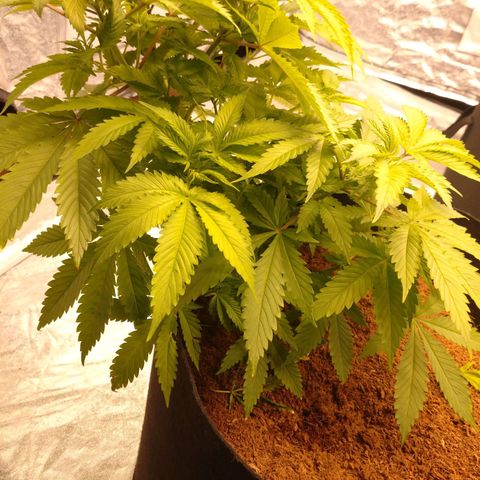 1号 growlog timeline photo