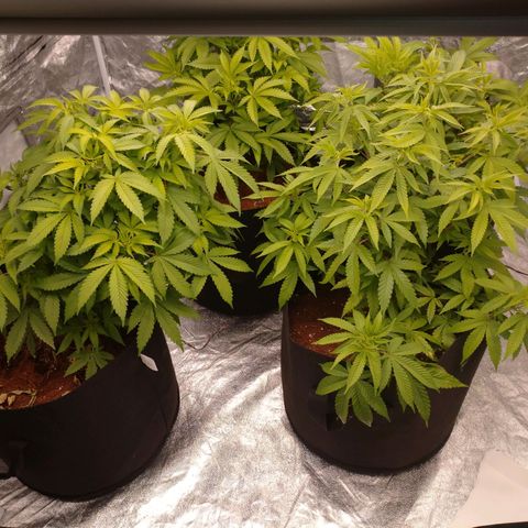 1号 growlog timeline photo