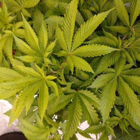 1号 growlog timeline photo