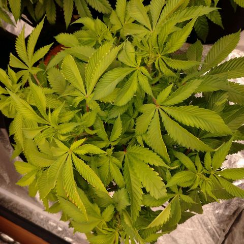1号 growlog timeline photo