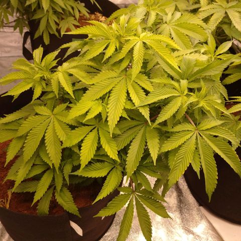 1号 growlog timeline photo
