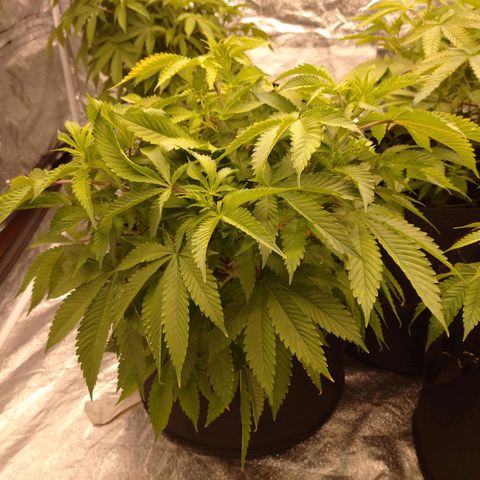 1号 growlog timeline photo