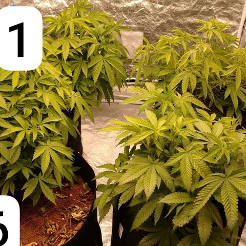 1号 growlog timeline photo