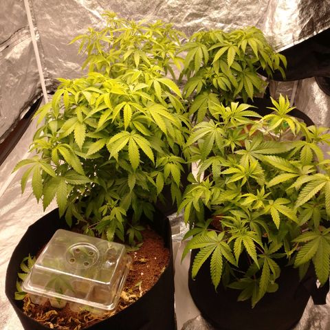 1号 growlog timeline photo