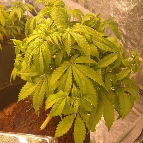 1号 growlog timeline photo