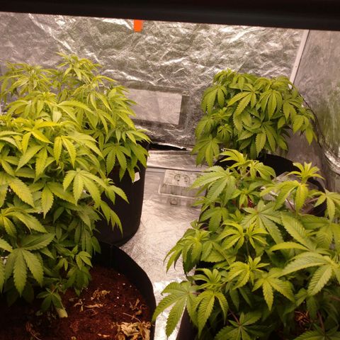 1号 growlog timeline photo