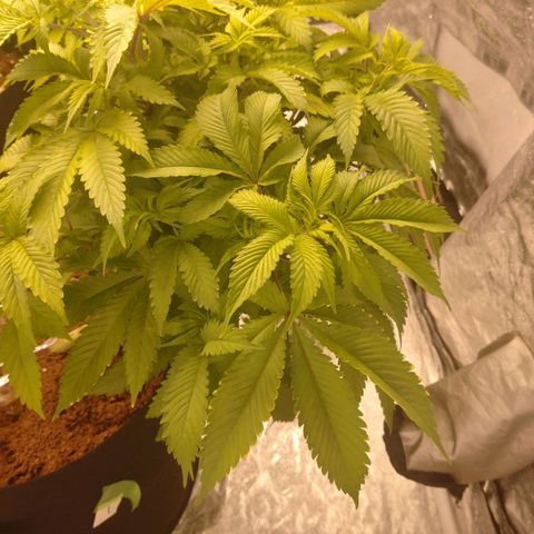 1号 growlog timeline photo