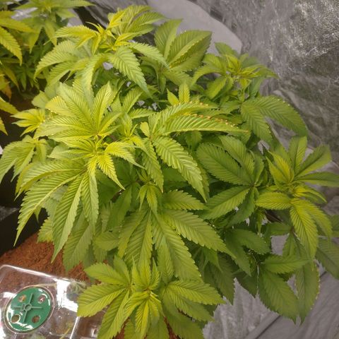1号 growlog timeline photo