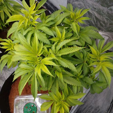 1号 growlog timeline photo