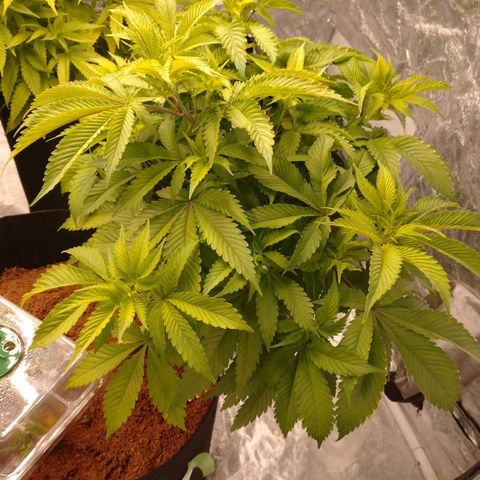 1号 growlog timeline photo