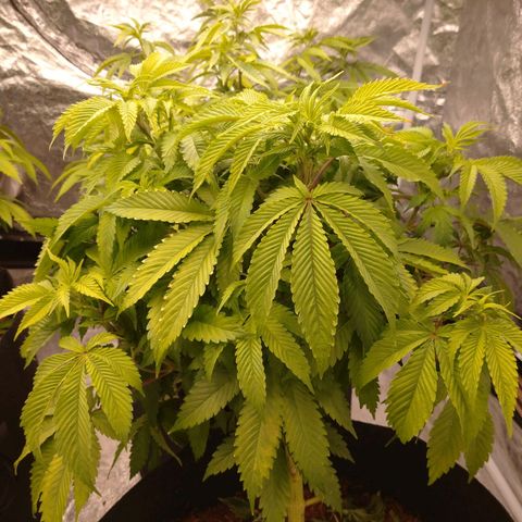 1号 growlog timeline photo