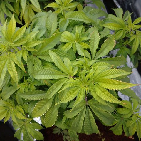 1号 growlog timeline photo