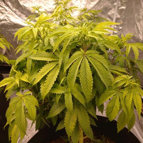 1号 growlog timeline photo