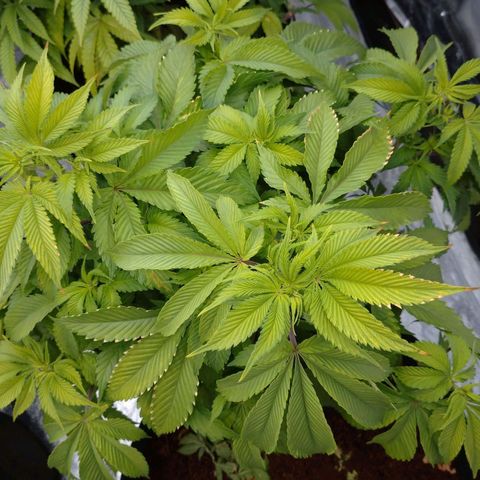 1号 growlog timeline photo