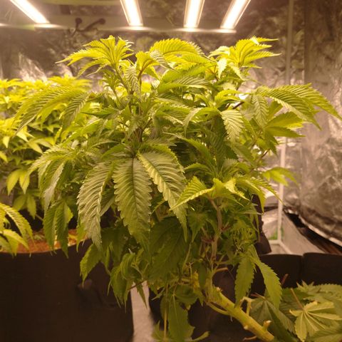 1号 growlog timeline photo