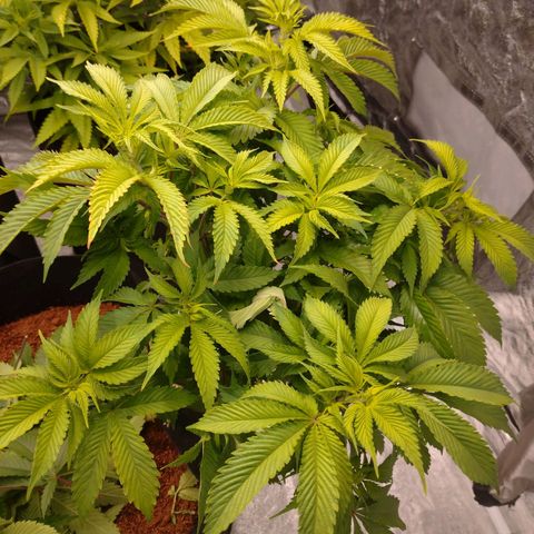 1号 growlog timeline photo