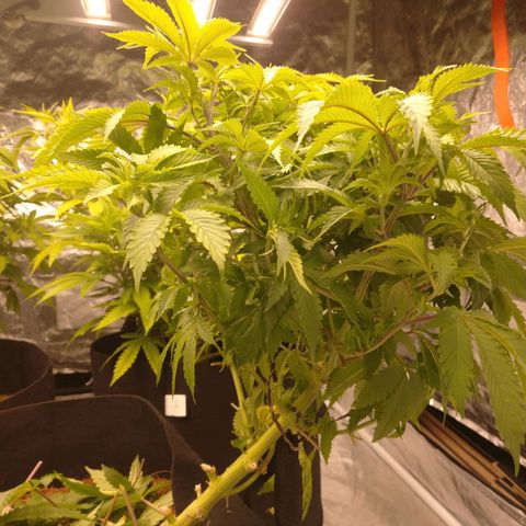 1号 growlog timeline photo